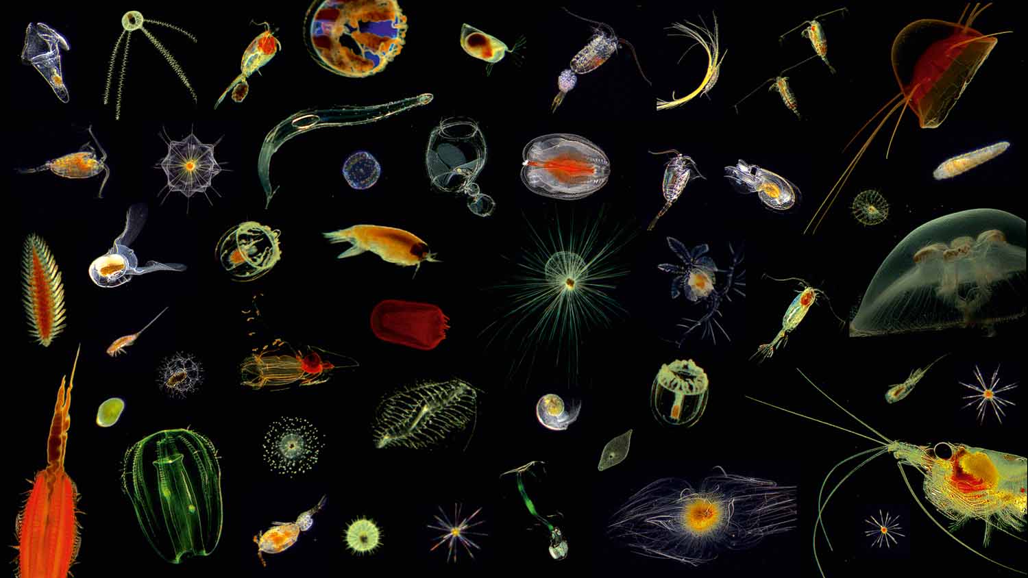 Microcosmos of the Ocean