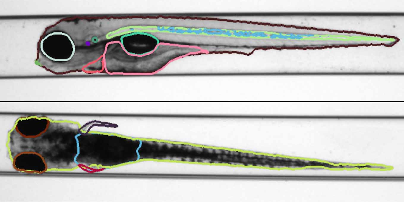 Decorative Image for HI Collaboration Identifying structural features of zebrafishes, using Semantic Segmentation