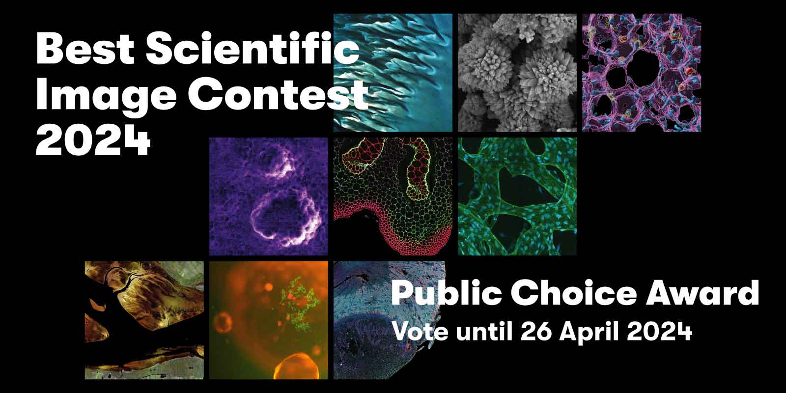 Decorative image to promote the public voting process for the the Public Choice Award category of Helmholtz Imaging's Best Scientific Image Contest 2024