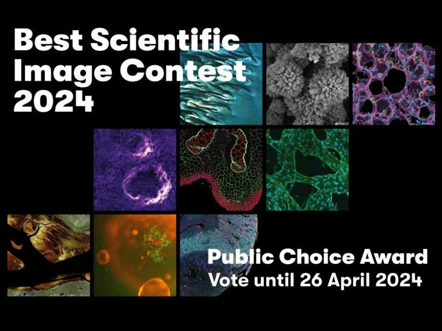 Decorative image to promote the public voting process for the the Public Choice Award category of Helmholtz Imaging's Best Scientific Image Contest 2024