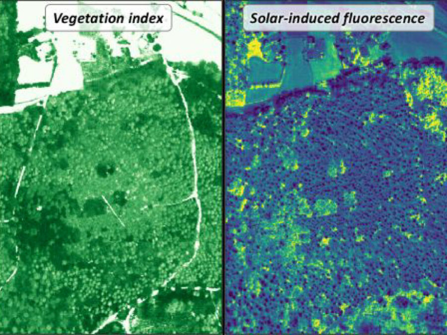 Image of HI Project "3DforestSIF"