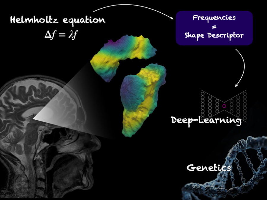 Visual to illustrate HI Project BrainShapes