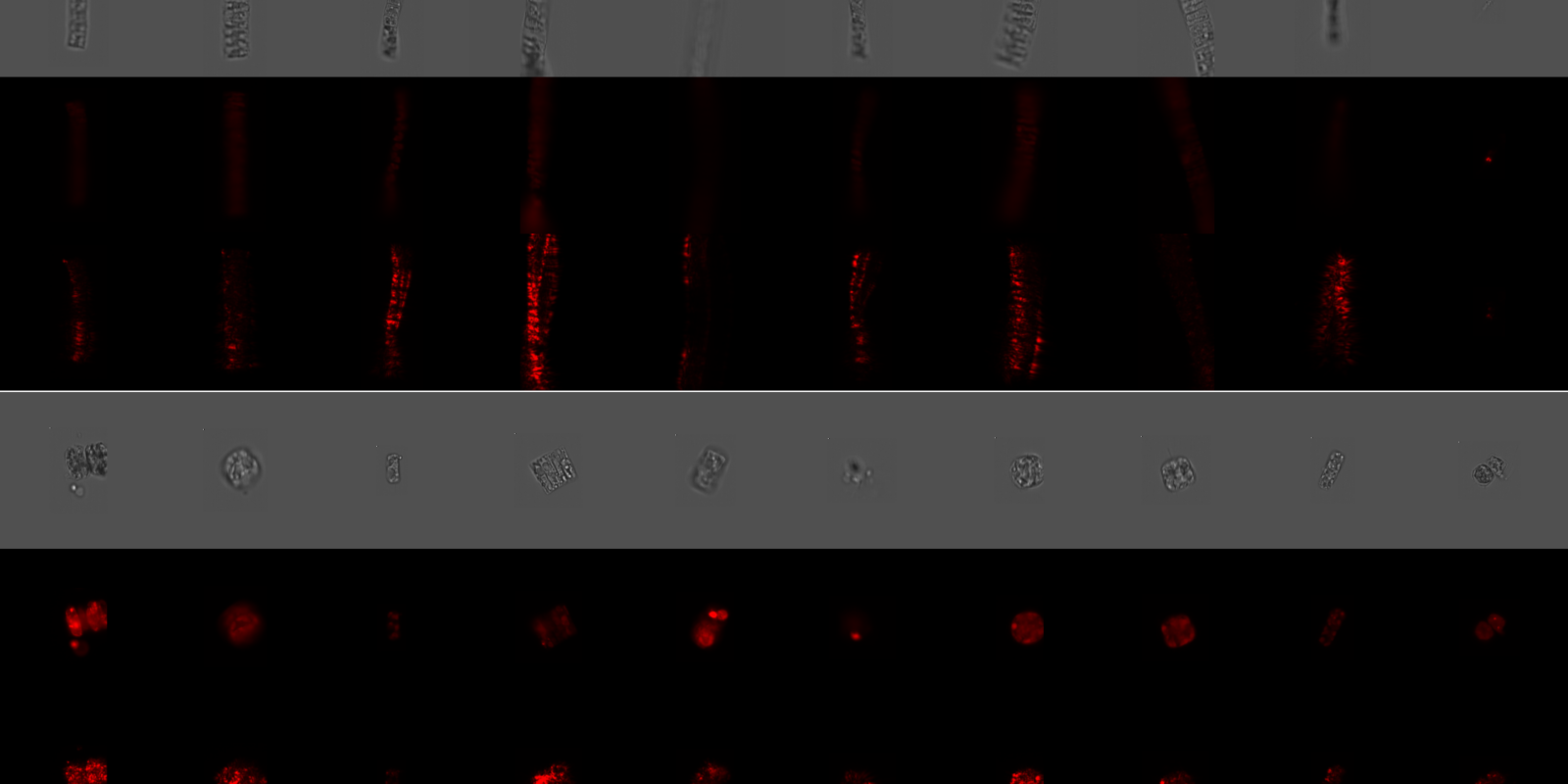 Visual; Collaboration on "AI-based classification of phytoplankton community composition from field samples"