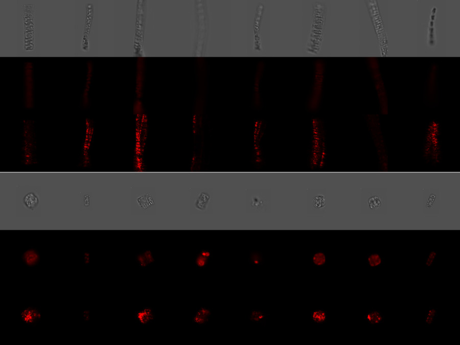 Visual; Collaboration on "AI-based classification of phytoplankton community composition from field samples"