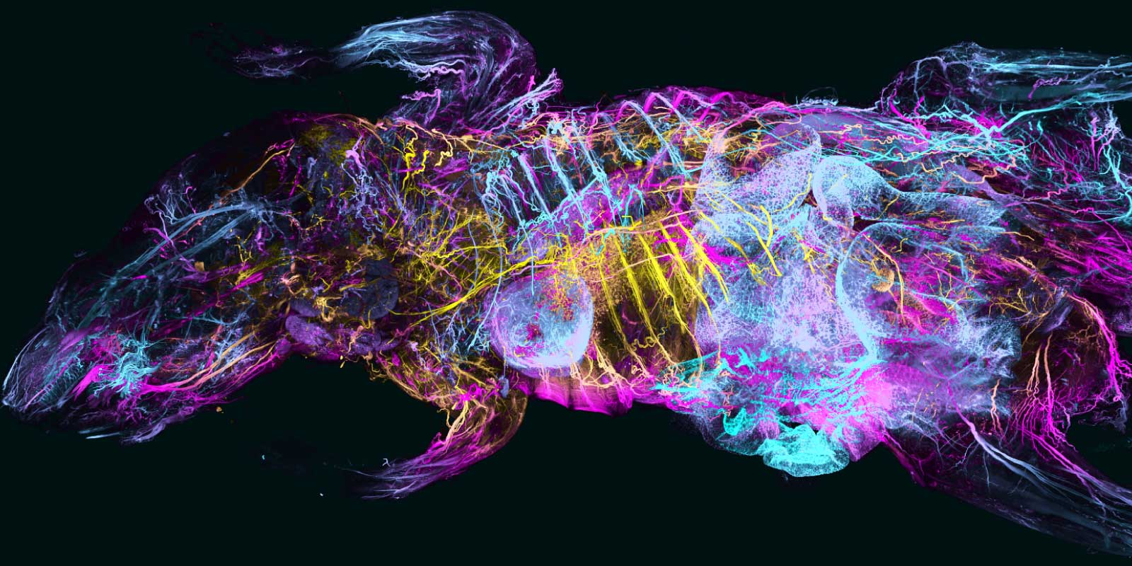 Helmholtz Imaging Project FOMIA, nerves