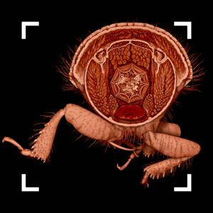 Decorative visual; Helmholtz Imaging Best Scientific Contest 2025 Winning image