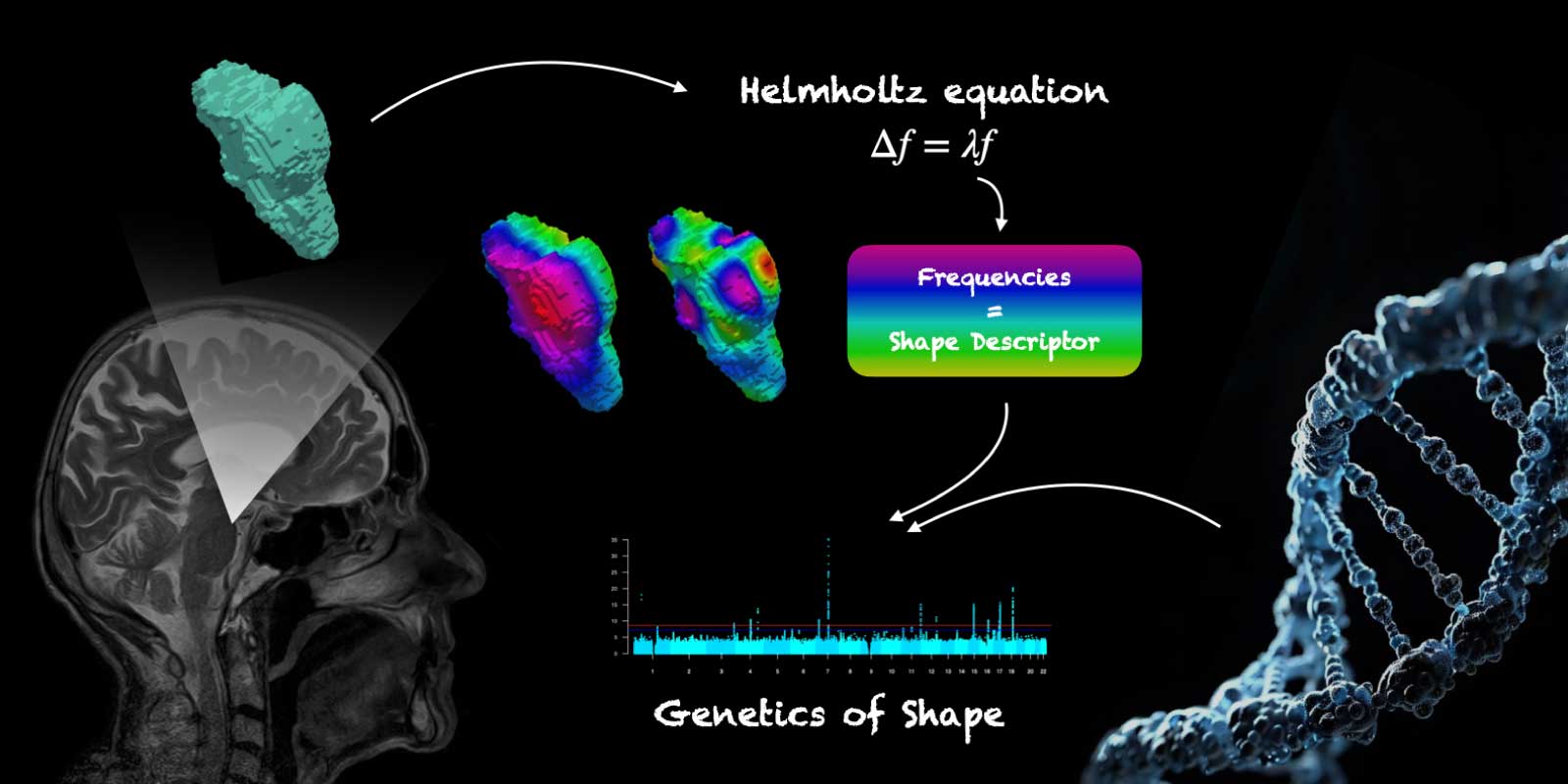 Visual to promote the new study published by the two Helmholtz Imaging Projects BrainShapes and NImRLS