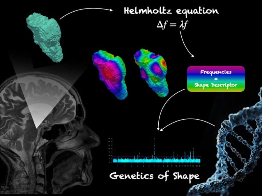 Visual to promote the new study published by the two Helmholtz Imaging Projects BrainShapes and NImRLS