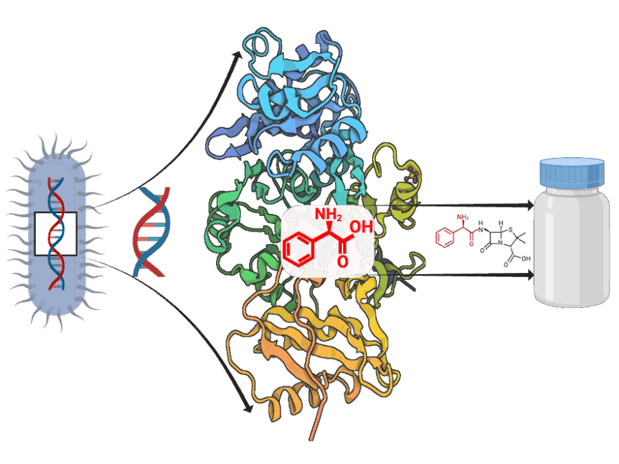 Visual for ADD-ON; ADD-ON addresses the lack of reliable data for predicting how microbial enzymes assemble peptide-based natural products. By enabling accurate AI-driven structure prediction, it accelerates the discovery of new bioactive compounds and ultimately supports efforts to combat antimicrobial resistance.