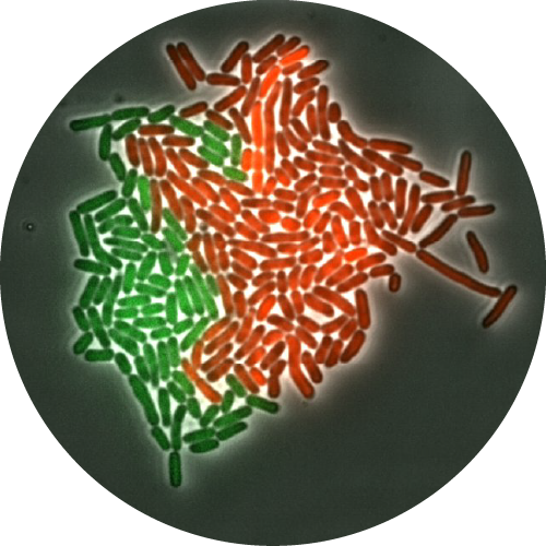 Round image of UNLOCK project AMOEBE
