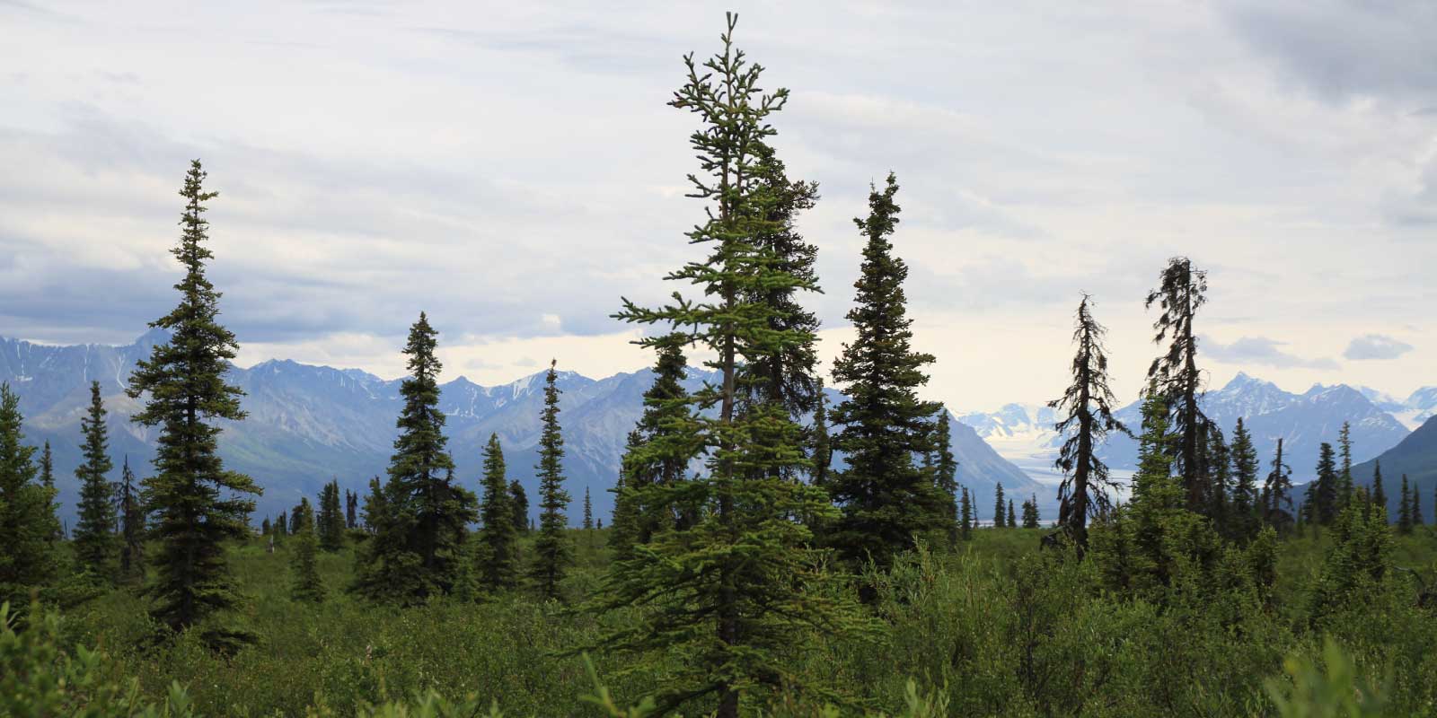 Visual for ForestUNLOCK; Building the first consistent multi-modal single tree benchmark for forest structure and carbon stock assessments of the northern boreal forest