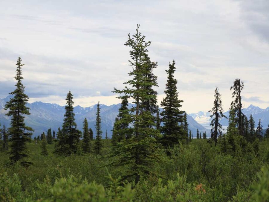 Visual for ForestUNLOCK; Building the first consistent multi-modal single tree benchmark for forest structure and carbon stock assessments of the northern boreal forest