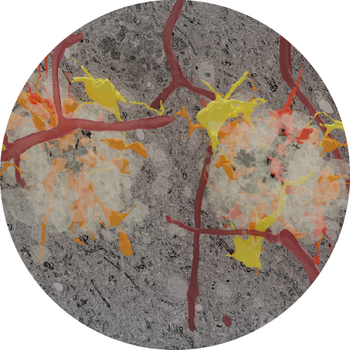 Round image of UNLOCK project NeuroHarmonize
