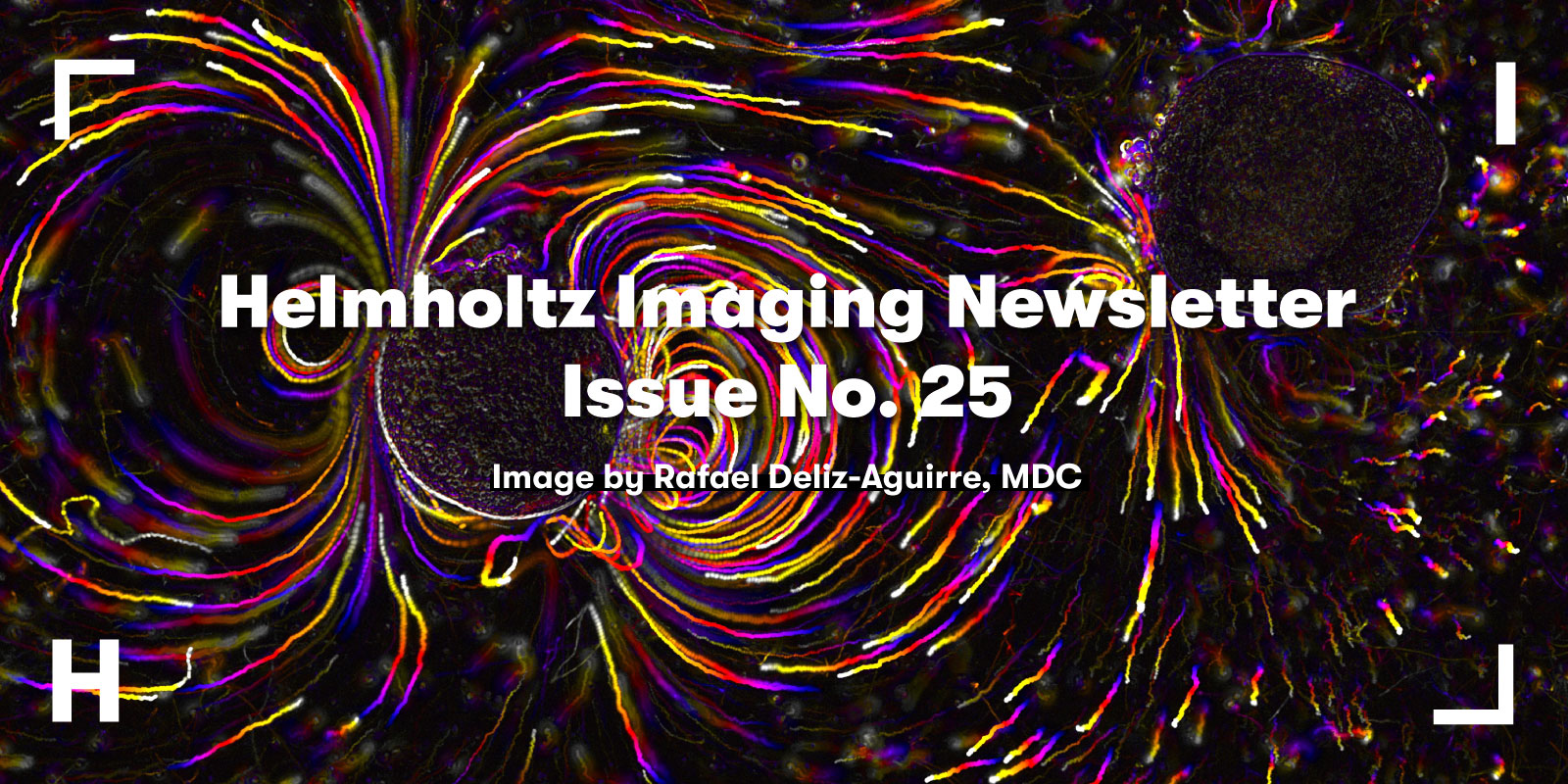 Visual to promote the Helmholtz Imaging Newsletter; image by R. Deliz-Aguirre, MDC, called "Starfish Puts Motion Back In The Ocean", showing cilia-driven flows around Patiria miniata starfish embryos in colorful lines that create abstract patterns on black background.