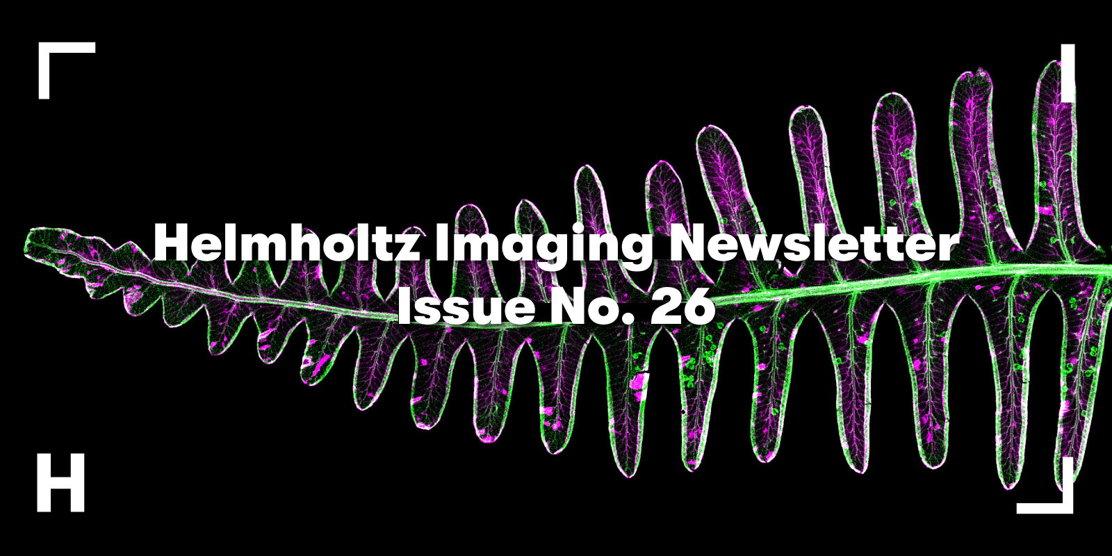 Fern on a black background with the centered white heading “Helmholtz Imaging Newsletter Issue No. 26”. This image shows where the rare earth element yttrium is concentrated in a frond of the fern Dicranopteris linearis. Different colours represent the spatial distribution of elements, with bromine standing out in the spherical sporangia and yttrium forming striking patterns across the leaf tissue.