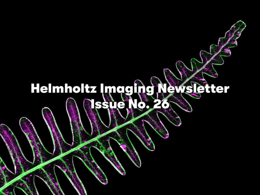 Fern on a black background with the centered white heading “Helmholtz Imaging Newsletter Issue No. 26”. This image shows where the rare earth element yttrium is concentrated in a frond of the fern Dicranopteris linearis. Different colours represent the spatial distribution of elements, with bromine standing out in the spherical sporangia and yttrium forming striking patterns across the leaf tissue.