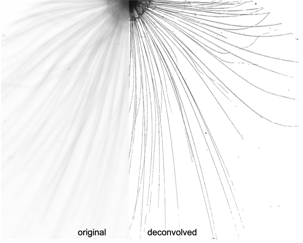 Living foraminifera captured with a PIScO (Plankton Imaging with Scanning Optics) underwater camera in the deep tropical Atlantic