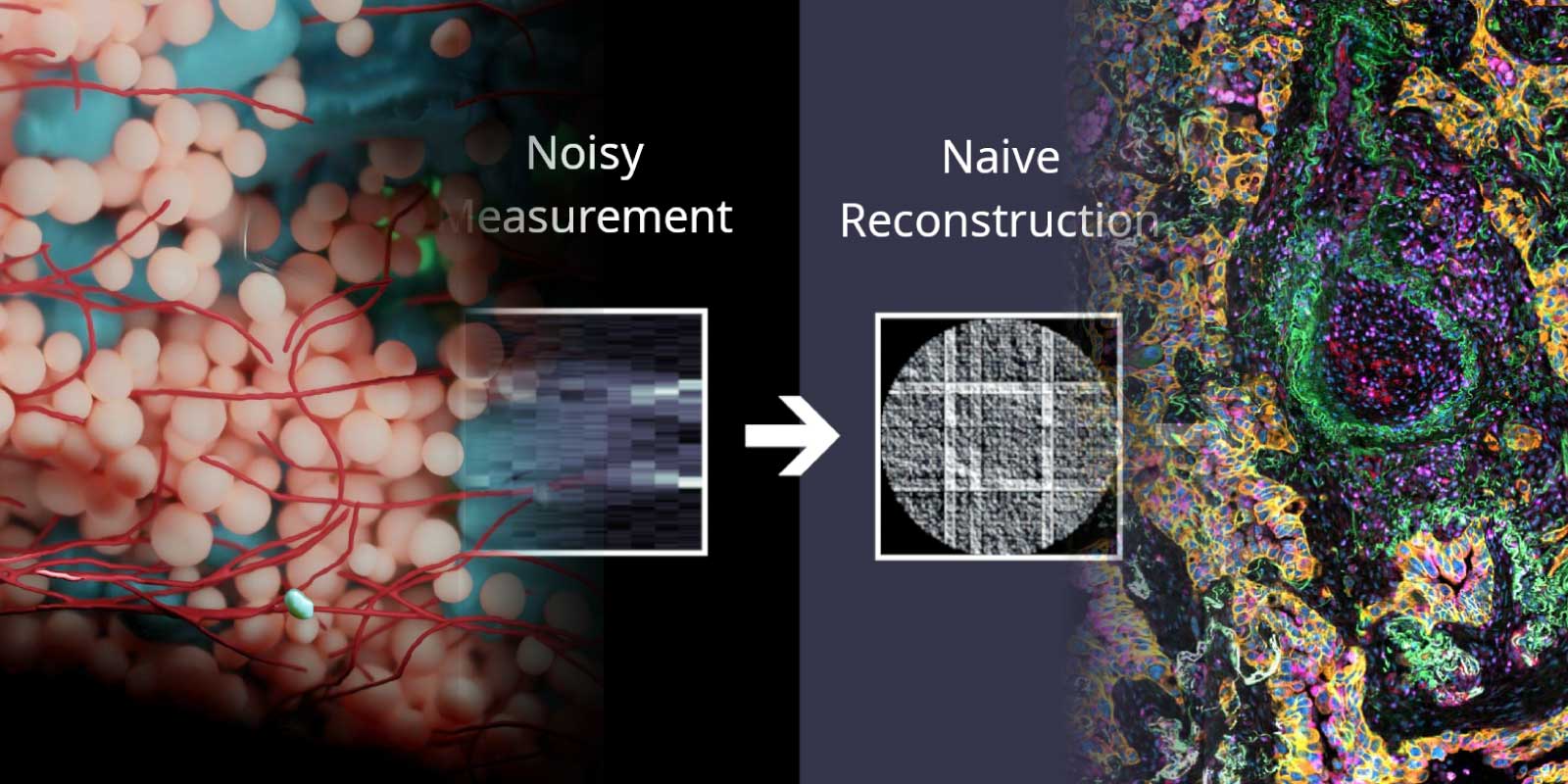 Split graphic showing abstract cellular imagery, a blurred inset labeled “Noisy Measurement,” and grey circular shape labeled „Naive Reconstrution“, connected by an arrow, and a colorful image with tightly packed, irregular cell-like shapes.