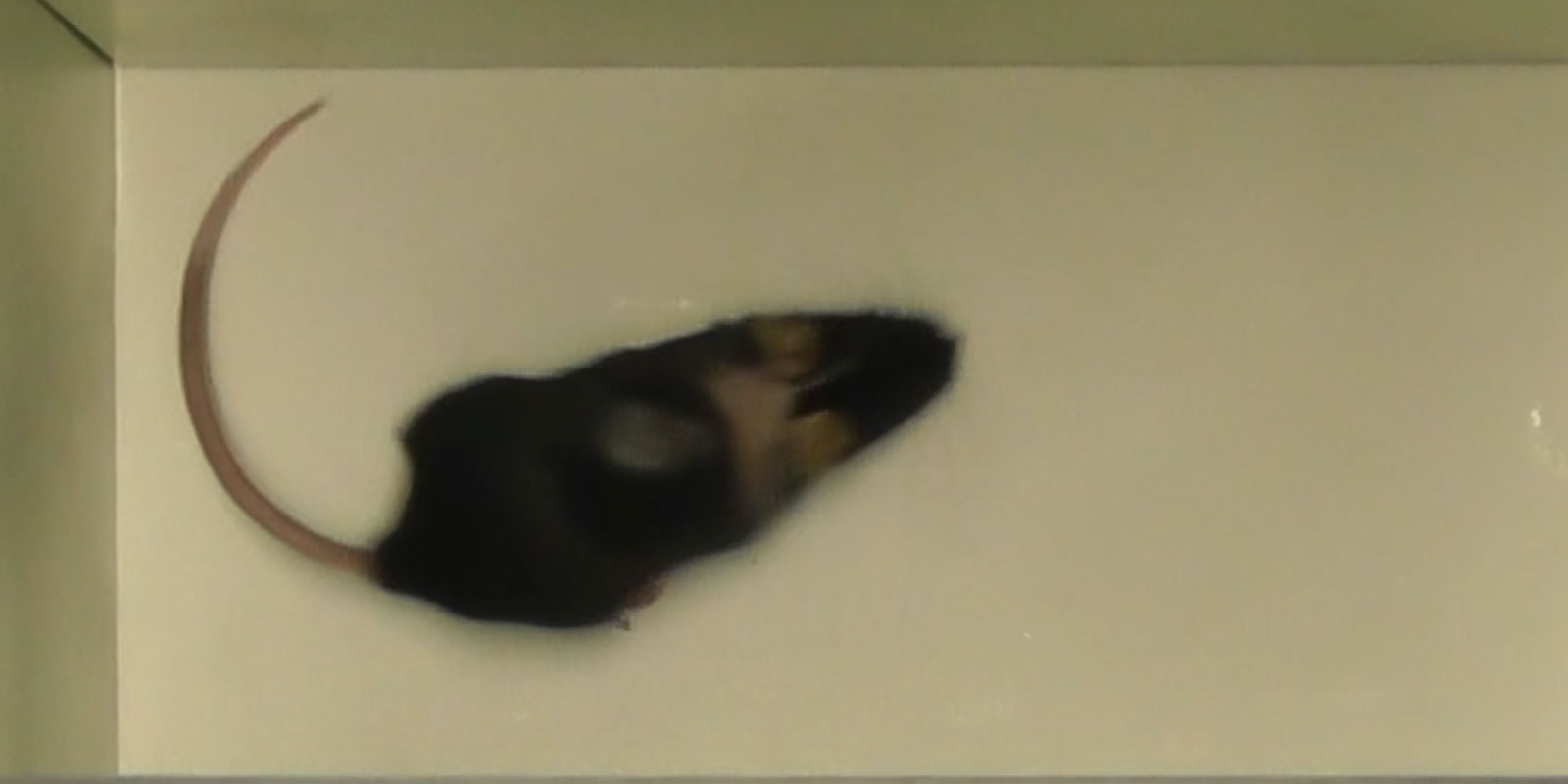 a black mouse on bright background