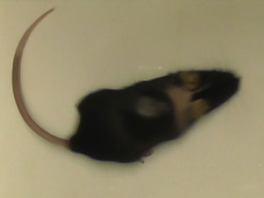 a black mouse on bright background