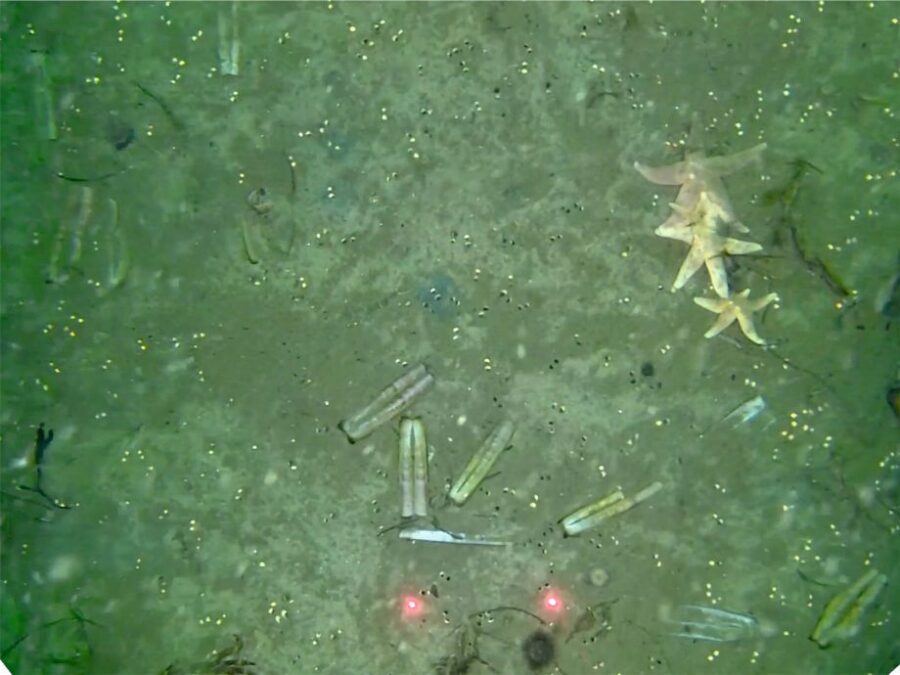 Photo of the seafloor showing sand, mussels, and starfish