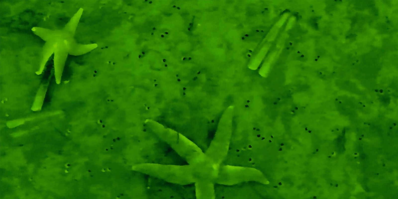 Photo of the seafloor showing sand, mussels, and starfish