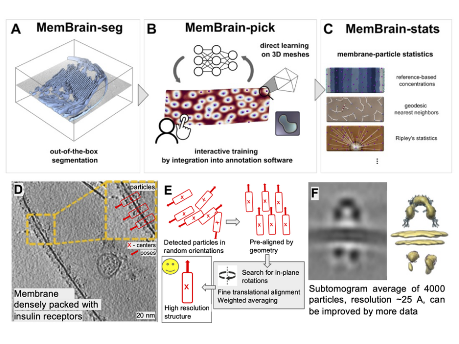Project overview image, summarizing the MemBrain-structure workflow from membrane segmentation and particle picking to subtomogram averaging.