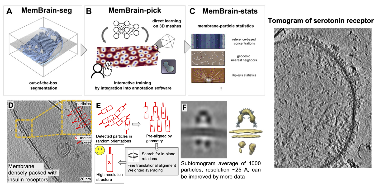 Project overview image, summarizing the MemBrain-structure workflow from membrane segmentation and particle picking to subtomogram averaging.