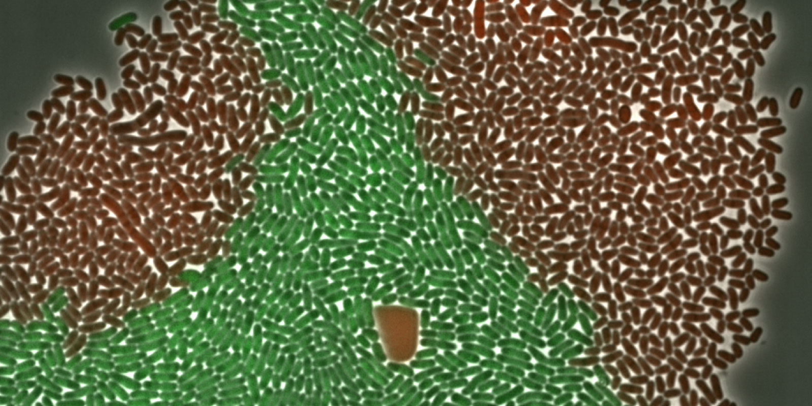 Microscopy image of green and brown rod-shaped microbial cells arranged in distinct regions, illustrating the controlled spatial organization of microbial communities in the Helmholtz Imaging project Vi(MA)²C.