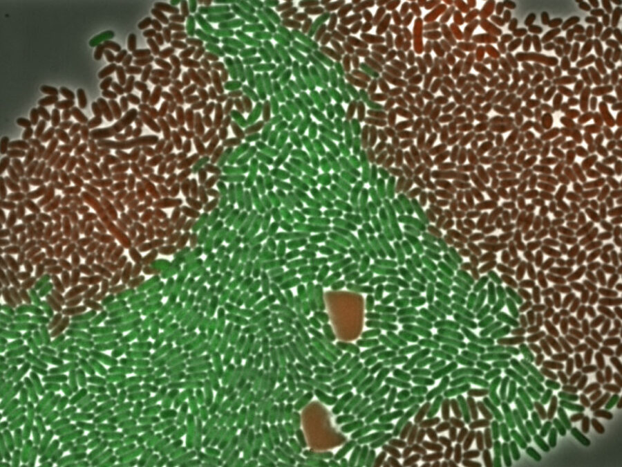 Microscopy image of green and brown rod-shaped microbial cells arranged in distinct regions, illustrating the controlled spatial organization of microbial communities in the Helmholtz Imaging project Vi(MA)²C.