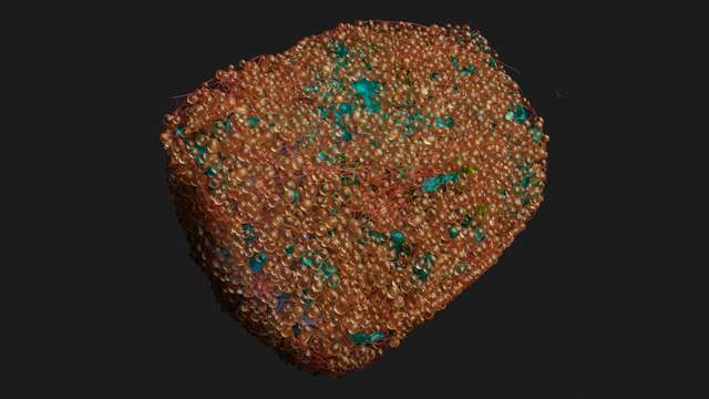 Blender rendering result of a CellSketch project.